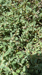 Atriplex semibaccata