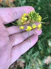 Sisymbrium loeselii