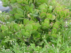 Crassula ovata
