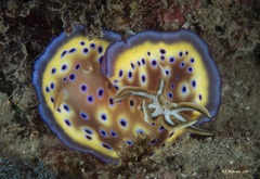 Goniobranchus kuniei