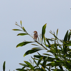 Cisticola tinniens
