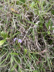 Lobelia anceps