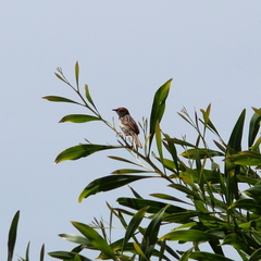 Cisticola tinniens