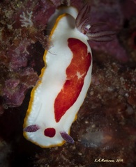 Goniobranchus splendidus