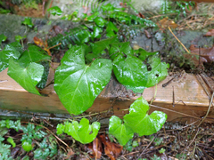 Calystegia sepium