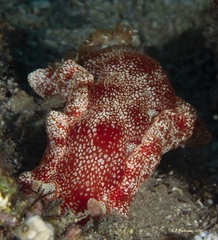 Hexabranchus sanguineus