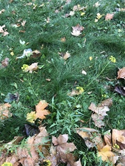 Sisymbrium loeselii