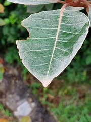 Myrcia