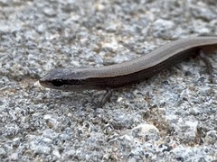 Ablepharus rueppellii