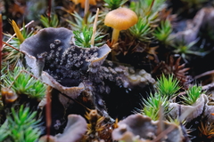 Peltigera didactyla