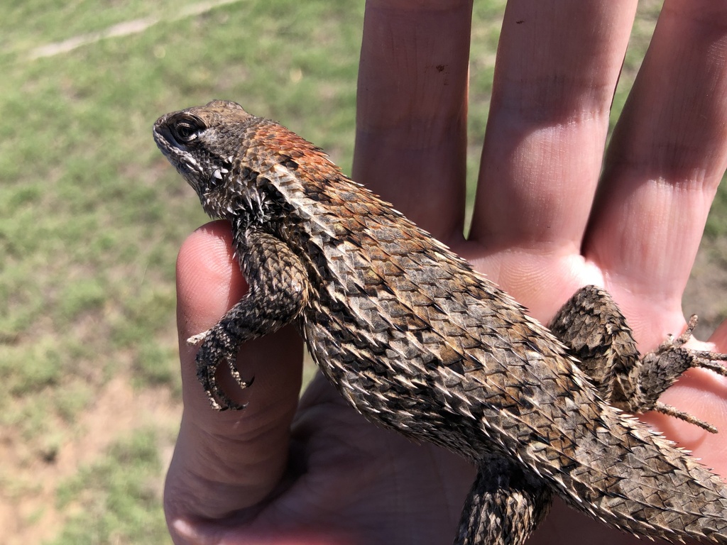 Texas Spiny Lizard from County Road 479, Baird, TX, US on October 30