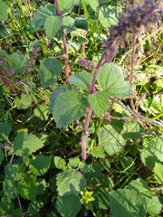 Coleus
