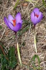 Crocus ligusticus