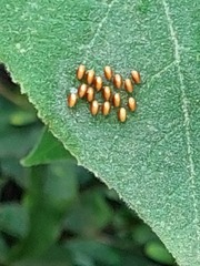 Edessa rufomarginata