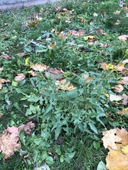 Sisymbrium loeselii