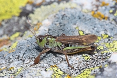 Gomphocerus sibiricus
