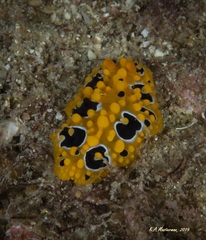 Phyllidia ocellata