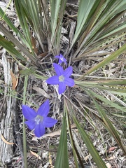Wahlenbergia stricta