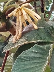 Cecropia peltata