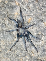 Chaetopelma olivaceum