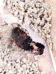 Atta cephalotes