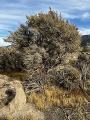 Artemisia tridentata tridentata