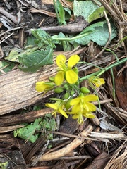 Brassiceae