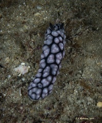 Phyllidiella pustulosa
