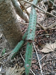 Acanthocereus oaxacensis