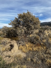 Artemisia tridentata tridentata