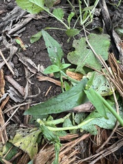 Brassiceae