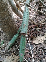 Acanthocereus oaxacensis