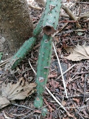 Acanthocereus oaxacensis
