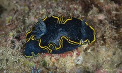 Glossodoris vespa