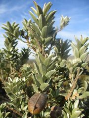 Podalyria sericea