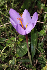 Crocus ligusticus