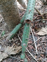 Acanthocereus oaxacensis