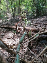 Acanthocereus oaxacensis