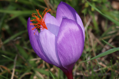 Crocus ligusticus
