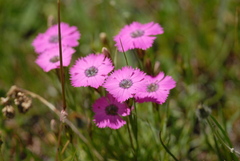 Dianthus pavonius