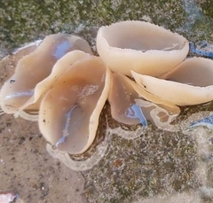Peziza