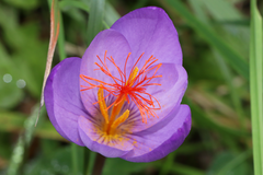 Crocus ligusticus