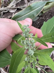 Chenopodium