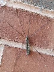 Tipula abdominalis