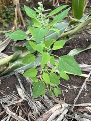 Chenopodium