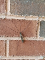 Tipula abdominalis