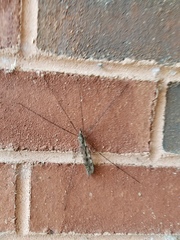 Tipula abdominalis
