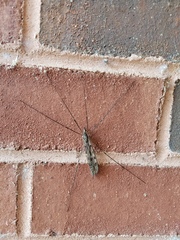 Tipula abdominalis