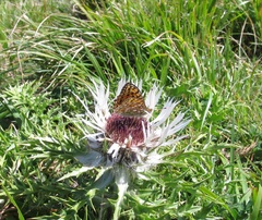 Argynnis niobe