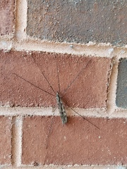 Tipula abdominalis